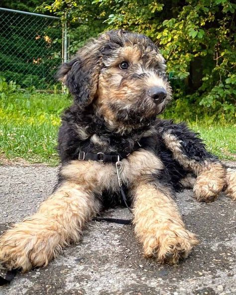 German Shepherd Poodle Mix, German Shepherd Mix Puppies, Shepherd Mix Puppies, Poodle Mix Breeds, Poodle Mix Puppies, Poodle Mix Dogs, German Shepherd Mix, Puppy Sitting, Most Popular Dog Breeds