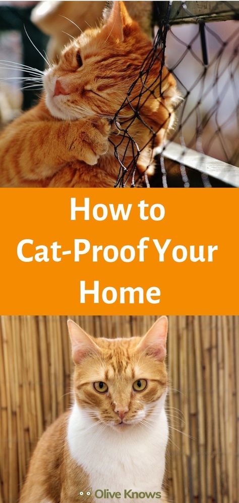 Disney Aristocats, Cat Tips, How To Cat, Sick Cat, Cat Proofing, Cat Hacks, Indoor Pets, Cat Care Tips, Owning A Cat