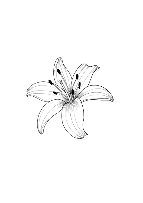 Simple Fine Line Drawings, Tiger Lily Tattoo Simple, Lily Flower Outline Tattoo, Fine Line Lily Tattoo Design, Simple Tiger Lily Tattoo, Simple Lily Flower Tattoo, Single Lily Tattoo, Lily Outline Tattoo, Small Lily Flower Tattoo