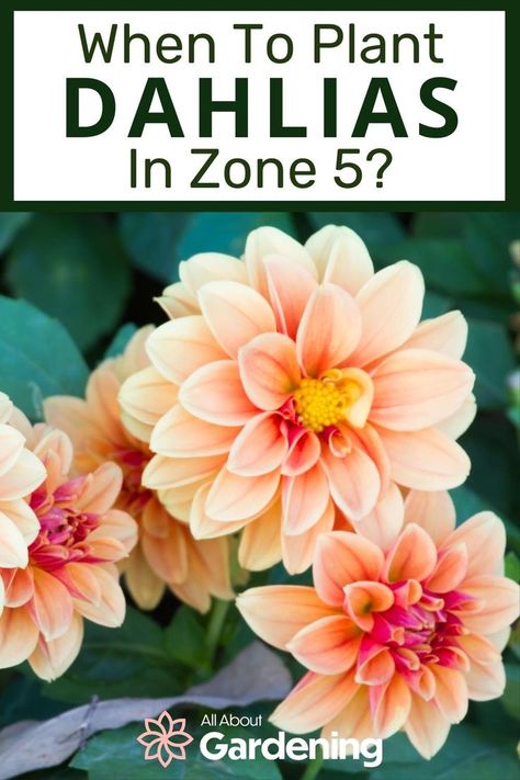 Zone 5 Plants, Flower Planting Guide, Dahlia Flower Garden, Planting Dahlias, Growing Cut Flowers, When To Plant, Growing Dahlias, Zone 5, Cut Flower Garden