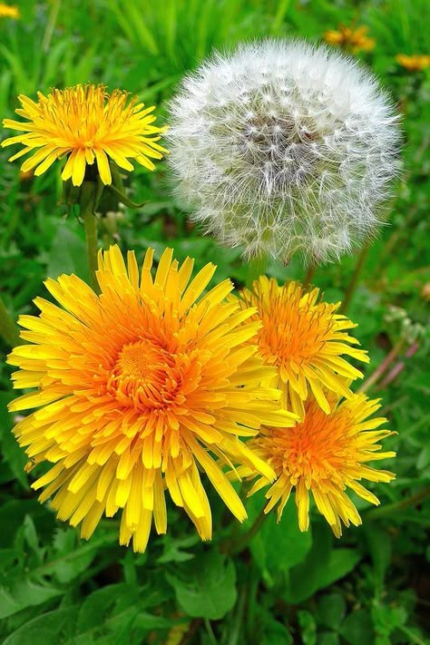 Dandelion Art, Wild Flower Meadow, Dandelion Flower, Have Inspiration, Flower Fairies, Different Flowers, Past And Present, Flower Pictures, My Flower