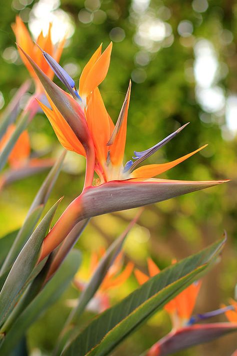 Bird of Paradise Plant Focal Flowers, Birds Of Paradise Plant, Bird Of Paradise Flower, Bird Of Paradise Plant, Paradise Flowers, Paradise Plant, Flower Identification, Birds Of Paradise Flower, Flower Picks