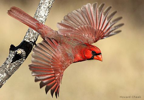 How Do Birds Fly, Photo Papillon, Red Bird Tattoos, Bird Facts, National Wildlife Federation, Northern Cardinal, Birds Of America, Butterfly Photos, Cardinal Birds