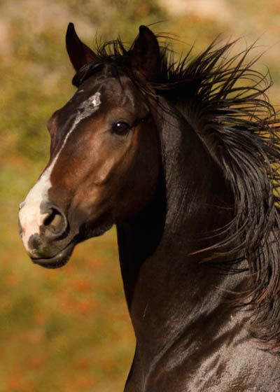 Description: Legacy is a very flashy dark bay Thoroughbred gelding with 4 white socks and white markings on his face. While he stands 15.o hands, he is a smaller horse with a pretty trot and… Dark Bay Thoroughbred, Bay Thoroughbred, Cai Arabi, Horse Anatomy, Horse Inspiration, 2 Hands, Beautiful Arabian Horses, Bay Horse, Most Beautiful Horses