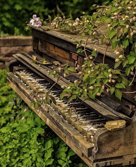 Glowworm Caves, Old Piano, Old Pianos, Creation Photo, Green Country, Places In The World, Nature Aesthetic, Green Aesthetic, Fantasy Landscape