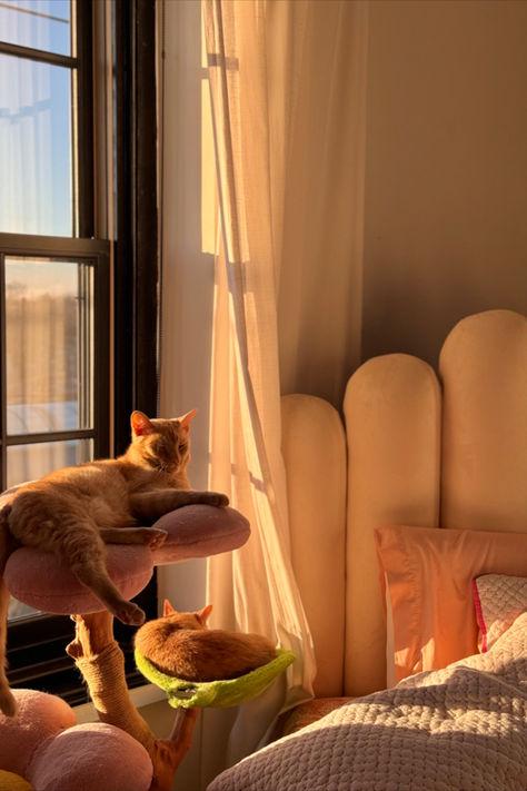 A sunlit bedroom featuring a cozy bed with soft bedding, a playful cat tree with two orange cats lounging, and warm natural light streaming through the window, creating a serene and inviting atmosphere. Natural Light Bedroom, Home Amazon Finds, Decor On Amazon, Relaxing Home, Feeling At Home, Cozy Furniture, Eclectic Home Decor, Cat Essentials, Warm Decor