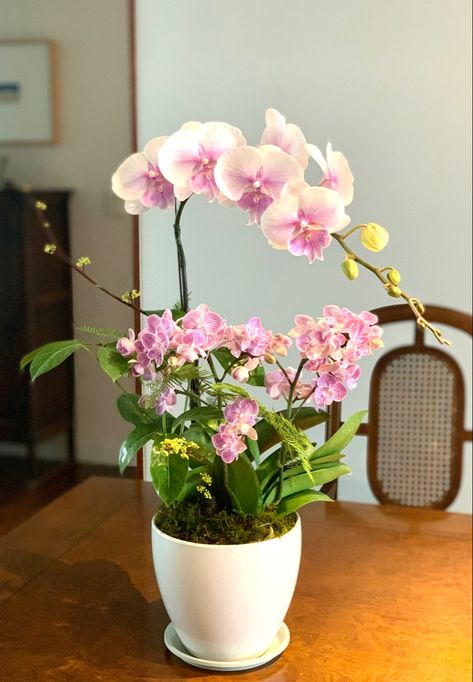 Pink Orchids Centerpiece, Pink Orchids Bouquet, Orchids Arrangements, Pink Orchid Wedding, Orchid Corsages, Orchid Terrarium, Orchid Bouquet Wedding, Orchid Flower Arrangements, Flower Orchid