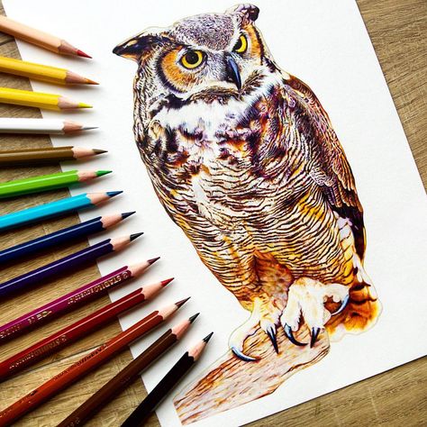 Watercolour Pencils, Owls Drawing, Colored Pencil Techniques, Owl Pictures, Great Horned Owl, Colored Pencil Drawing, Owl Design, Watercolor Pencils, Stirling