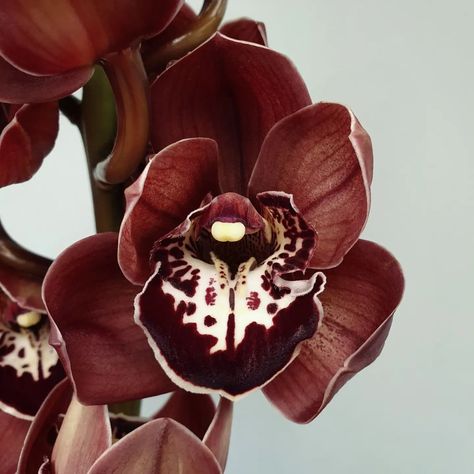 New Zealand Bloom Limited on Instagram: “We adore grand Cymbidium 'Tuscany' ! A strong stem full of circular blooms, an indulgent brown. In supply now!” Flowers Blooming Aesthetic, Bloom Aesthetic, Brown Nature, Brown Flower, Nothing But Flowers, Brown Flowers, Flower Therapy, Pretty Plants, Brown Aesthetic