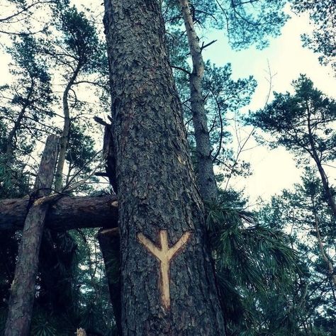 Algiz rune Rune of protection, defense, and spiritual growth. Algiz is associated with the Norse god Heimdallr, the guardian of the gods and the Bifröst Bridge. . . . . . . #ragnar #pagan #valhalla #viking #vikings #odín #norsemen #norse Rune Of Protection, Nordic Artwork, Algiz Rune, Viking Aesthetic, Valhalla Viking, Viking Life, Norse Pagan, Norse Runes, Viking Age