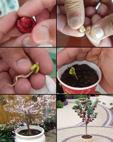 Owlmighty - How to Grow a Cherry Potted Tree from Seed (y)... How To Plant Cherry Seeds, Cherry Seeds How To Grow, How To Grow Cherry Tree From Seed, How To Grow Apple Tree From Seed, Can You Grow A Cherry Tree From A Cherry Pit, Grow Banana Tree, Evergreen Herbs, How To Grow Bananas, Growing Garlic