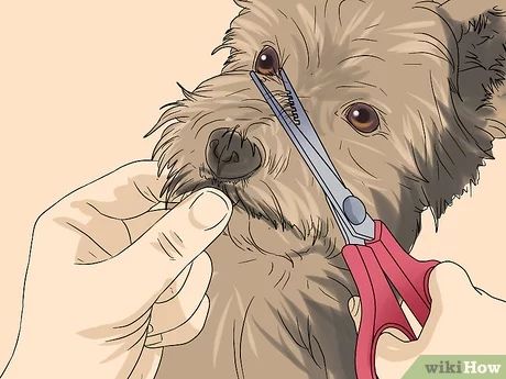 Grooming Yorkies Faces, How To Groom A Yorkie At Home, Shorkie Haircut Styles, Short Yorkie Haircut, Yorkie Puppy Haircuts, Yorkie Puppy Cut, Yorkie Grooming, Grooming Yorkies, Yorkie Puppy Care