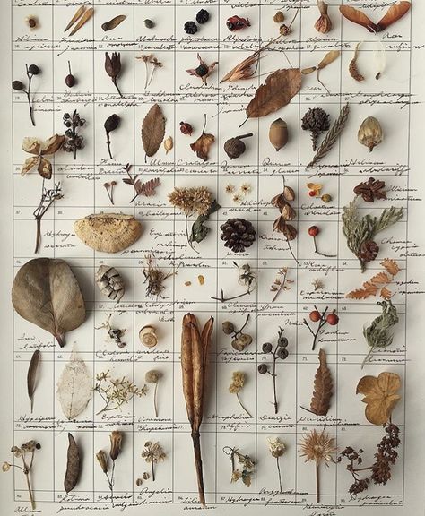 Garden Museum, Natural Objects, Nature Collection, Witch Aesthetic, Foliage Plants, Nature Journal, Botanical Illustration, Botanical Art, Botany