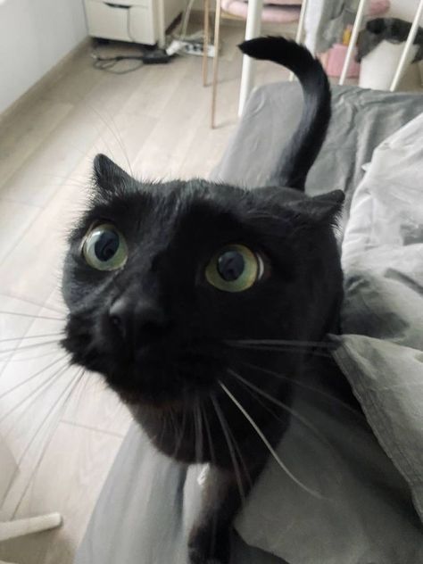 A Black Cat, Green Eyes, A Black, Black Cat, Green, Black