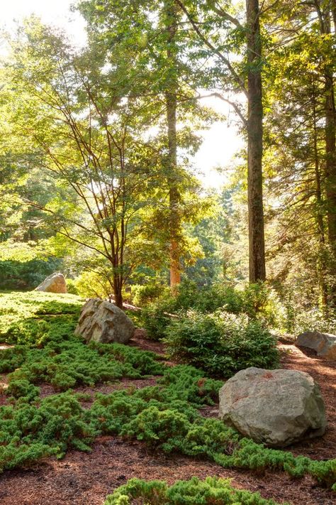 When it comes to low-maintenance hillside landscaping, boulders are your best bet. Within a landscape, boulders are like plants that require zero maintenance or watering, while offering nice visual contrast. To break up a hillside landscape, place large boulders throughout. Boulders will add interest and height to hillsides carpeted with low-lying groundcovers. Plus, the more rocks you add, the more they'll anchor the soil. Boulder Garden, Landscaping A Slope, Hillside Garden, Sloped Backyard, Landscaping With Boulders, Meditation Garden, Hillside Landscaping, Sloped Garden, Garden Pictures