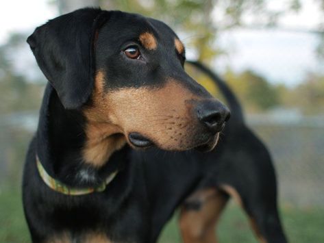 Doberman x Bloodhound Mix Doberman Shepherd, Doberman Mix, Pure Breed Dogs, Unique Dog Breeds, Rottweiler Mix, Dangerous Dogs, Basset Hound Dog, Doberman Dogs, Mixed Breed Dogs