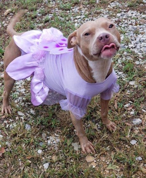 Pitbull In Clothes, Pitbull Cute, Dog Paw Drawing, Cute Pitbulls, Cutee Animals, Ugly Cat, Spoiled Dogs, Cute Dog Photos, Cute Animals Puppies