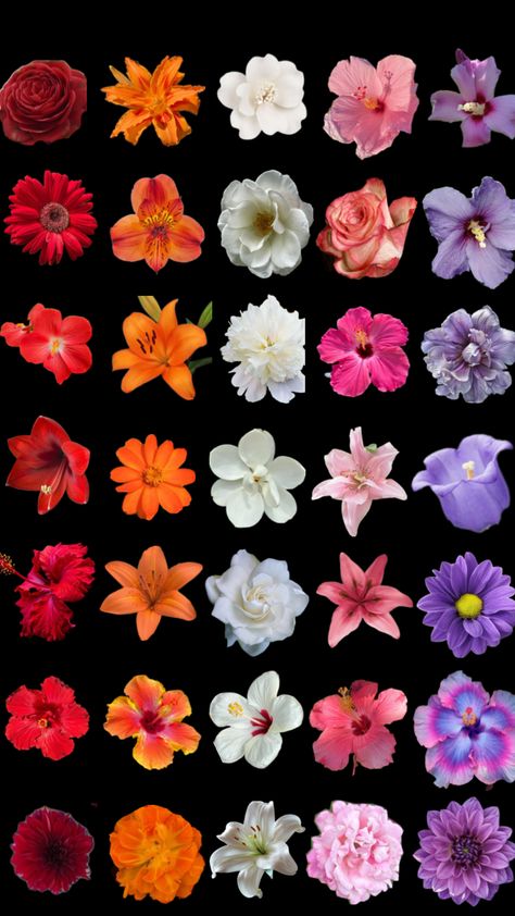 subtle lesbian flower wallpaper :) #flowers #lesbian #wallpaper #subtle Lesbian Flower, Wallpaper Subtle, Lesbian Wallpaper, Wallpaper Flowers, Flower Wallpaper, Wallpapers, Flowers