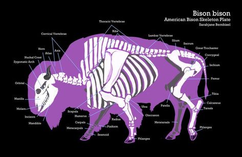 Animal Anatomy Bison Anatomy, Bovine Anatomy, Bison Farm, Bison Drawing, Creature Anatomy, Bison Photo, Buffalo Animal, Foot Anatomy, Anatomy References