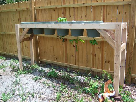 upside down garden stand, will plant lettuce in the tops, and hanging upside down in each one will be tomatoes, strawberries, cucumber, cantaloupe, and a variety of peppers. Plant Lettuce, Upside Down Tomato Planter, Upside Down Plants, Hanging Tomato Plants, Tomato Planter, Growing Organic Tomatoes, Growing Tomato Plants, Tomato Farming, Growing Tomatoes In Containers