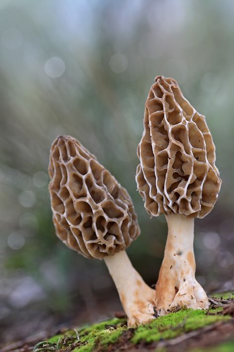 Morel mushrooms | by carlespoveda Macro Forest Photography, Mushrooms Real, Morel Mushrooms, Mushroom Images, Mushroom Plant, Lichen Moss, Mushroom Pictures, Slime Mould, Plant Fungus