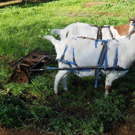 Goat Cart, Horse And Dog, Pack Animal, Homestead Ideas, Mini Farm, Horses And Dogs, Cpr, Working Dogs, Pet Products