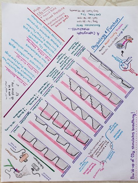 Anesthesia Monitoring Vet Tech, Vet Anesthesia Monitoring, Vet Tech Training, Veterinary Anesthesia Monitoring, Anesthesia Monitoring, Vet Nursing, Veterinary Nursing, Vet Tech School, Vet Notes