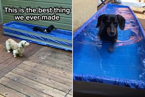 Dog Pool Diy, Water Treadmill, Dog Pools, Hydro Therapy, Canine Enrichment, Therapy Pools, Dog Treadmill, Dog Backyard, Hydrotherapy Pool