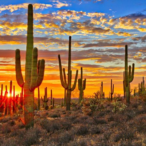 Amante del mundo!🧳 🌵🎉 ¡Hoy celebramos el Día Nacional de las Cactáceas! 🎉🌵 ¿Sabías que hay lugares en el mundo donde las cactáceas dominan el paisaje? Aquí te compartimos tres destinos imperdibles para los amantes de la naturaleza: 📍Desierto de Sonora (México y Estados Unidos) Un paraíso para los cactus, hogar del icónico saguaro. ¡Déjate maravillar por sus vastos paisajes y la rica biodiversidad! 🏜️ 📍Reserva de la Biosfera Tehuacán-Cuicatlán (Puebla y Oaxaca, México) Reconocida por su increí... Mexico Cactus, Desert Biome, Scientific Writing, Environmental Problem, Science Student, Biome, Environmental Science, In The Desert, The Desert