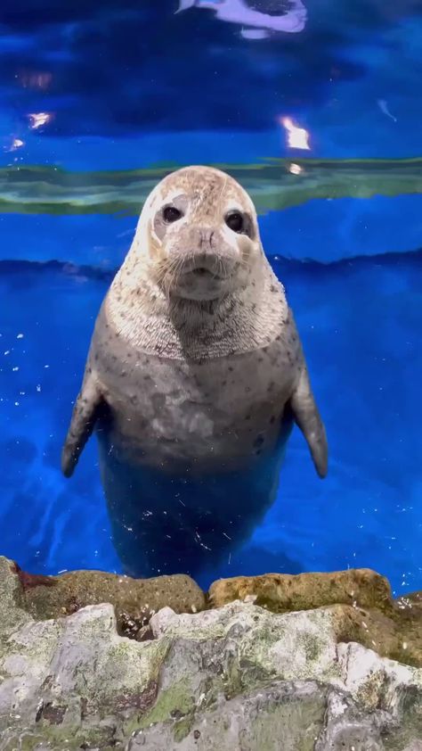 why you should have an animal on X Seal Videos, Cute Seals, Image Nature, Silly Animals, Cute Wild Animals, Marine Animals, Cute Animal Videos, Weird Animals, Sealife