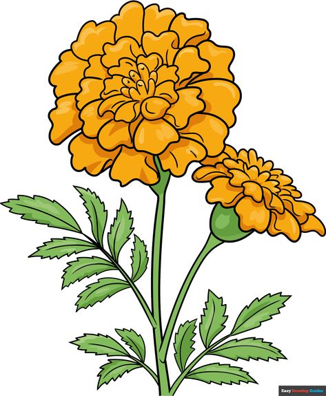 Marigolds Drawing Easy, Marigold Flowers Drawing, Marigold Flower Drawing, Marigold Drawing, Carnation Drawing, Cute Flower Drawing, Daisy Drawing, Friend Painting, Flower Drawing Tutorials