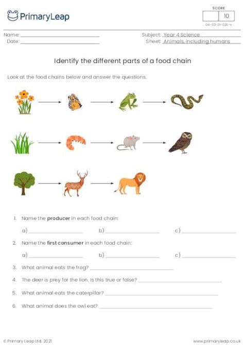 Science Food Chains, Food Chain Activities, Food Chain Worksheet, Food Web Worksheet, Food Web Activities, Human Body Worksheets, Cloze Activity, Vocabulary Quiz, Space Coloring Pages