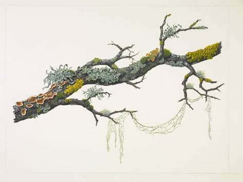 Sml Oak Branch w/Fungi & Lichens Oak Branch, Illustration Botanique, Have Inspiration, Botanical Painting, Scientific Illustration, Botanical Drawings, Nature Journal, Tree Art, Botanical Illustration