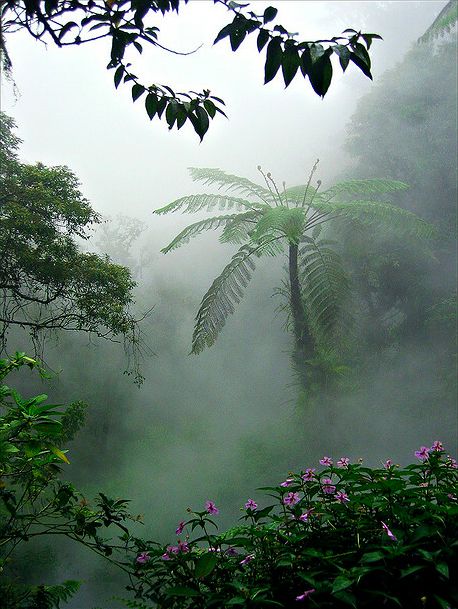 Javanese Virgin Forest near Gunung Gede, Indonesia. Castaway Aesthetic, Amazon Rainforest, Tropical Forest, Tropical Rainforest, The Mist, Green Forest, Alam Yang Indah, Pics Art, Pretty Places