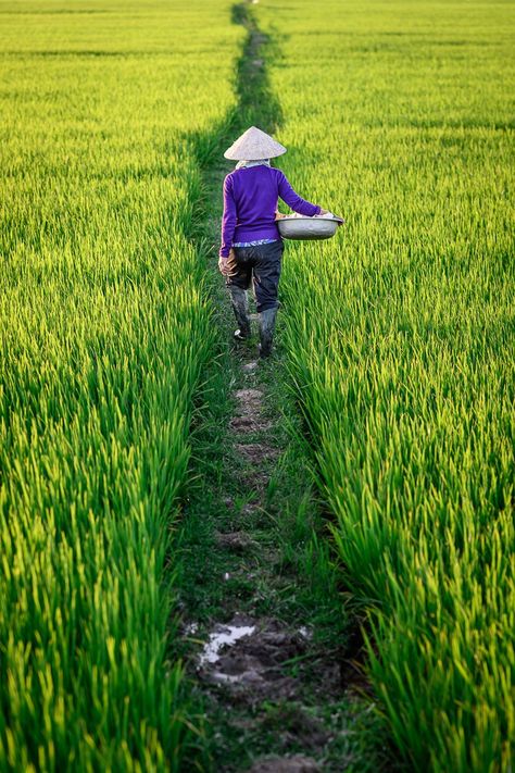 "I’m putting down fertilizer for the rice.” In the countryside of Hoi An, a farmer walks through the narrow path between rice fields. We were just able to get in a quick word before she hurried off to finish fertilizing before the sun went down. #farmer #green #rice #ricefield #vietnam #travelphoto #photography Rice Farm Photography, Rice Field Aesthetic, Rice Field Photography, Farmers Photography, Rice Farm, Farmer Photography, Hoi An Old Town, Post Apocalyptic City, Narrow Path