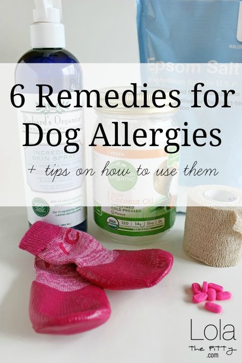 6 Remedies for Dog Allergies Dog Allergies Remedies, Dog Skin Allergies, Pet Remedies, Coconut Oil For Dogs, Dog Remedies, Dogs Stuff, Allergy Remedies, Oils For Dogs, Food Dog