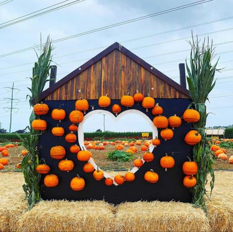 Fall Fest, Pumpkin Farm, Autumn Display, Fall Deco, Fall Photos, Fall Festival, Diy Halloween Decorations, Fall Fun, Pumpkin Patch