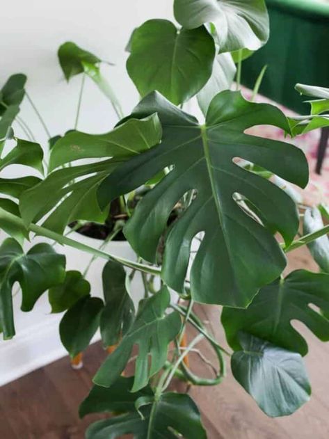 Monstera Propagation, Statement Plants, Big Leaf Plants, Monstera Plant Care, Small Trellis, Plant Parent, Pothos Plant, Low Light Plants, Fast Growing Plants