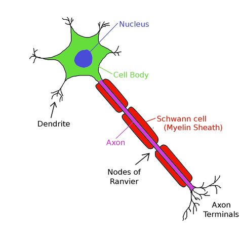 heart neurons | Motor Neuron Diagram Biochemistry Poster, Neuron Diagram, Medicine Anatomy, Action Potential, Cell Diagram, Science Diagrams, Sistem Saraf, Medical Mnemonics, Nursing 101