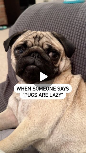 Pickles & Pancake on Instagram: "Psycho or napping. No in between  #pug #puglife #pugsofinstagram #puglover #pugoftheday #dogsofinstagram #zoomies" Fat Pug, Funny Pugs, Pug Funny, Pug Christmas, Baby Pugs, Pug Puppies, Pugs Funny, Pug Lover, Pug Life