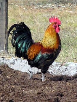 This handsome creature looks a lot like our rooster, Rocky. We hope to have chickens again soon so I was looking at "Top 10 Favourite Rare Heritage Chicken Breeds and Why!" Heritage Chicken Breeds, Heritage Chickens, Rooster Breeds, Chicken Drawing, Chicken Pictures, Fancy Chickens, Rooster Painting, Beautiful Chickens, Rooster Art