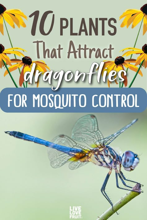 Attract Dragonflies, Mosquito Plants, Mosquito Control, Mosquito Repelling Plants, Floating Plants, Garden Yard Ideas, Blooming Plants, Garden Pests, Water Plants