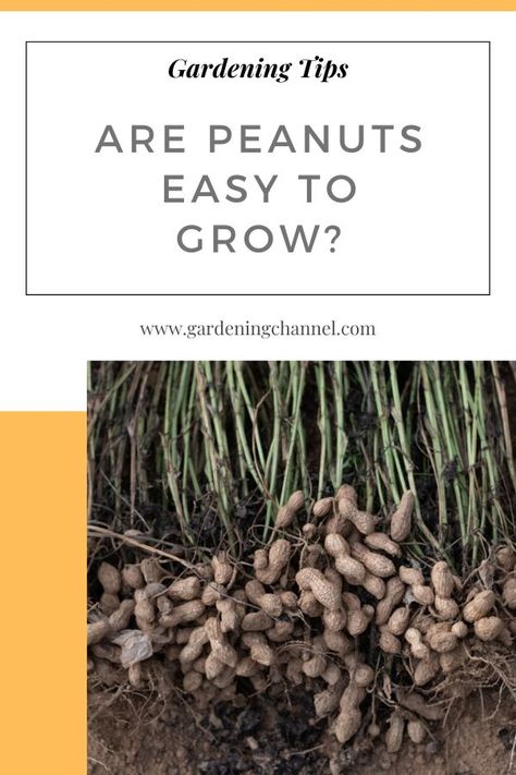 harvesting peanuts with text overlay gardening tips are peanuts easy to grow Growing Peanuts, How Do You Clean, Gardening 101, Grow Your Own Food, Gardening For Beginners, Grow Your Own, Vegetable Garden, Gardening Tips, Planting