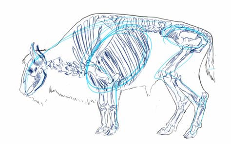 Bison Anatomy, Hoof Anatomy, Bison Drawing, Sketch Body, Creature Anatomy, Draw A Box, Animal Anatomy, Dark Souls Art, Animal References