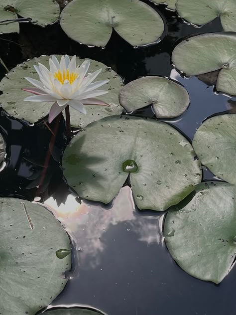 beautiful lily pads in blue water with flowers Lake Lily Pad, Reference Scenery Photos, Lake Drawing Aesthetic, Lillypads Aesthetic, Background Reference Photo Nature, Art Reference Plants, Lake Drawing Reference, Art Reference Landscape Photo, Drawing Reference Photos Nature