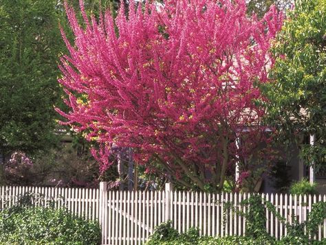 Learn all about eastern redbud trees, including planting and care information. Plus discover the best redbud varieties to grow in your garden. Eastern Redbud Tree, Redbud Trees, Eastern Redbud, Redbud Tree, Street Trees, Red Bud, Dogwood Trees, Crape Myrtle, Garden Shrubs