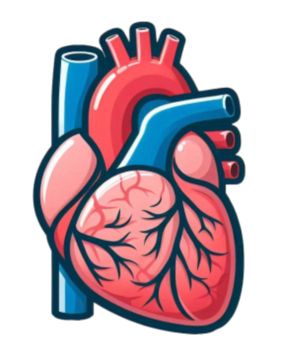 the human heart,an artery,human heart,anatomy,arteries,heart,medical,human,human organs,cardiovascular,organ,human body,internal organs,heart illustration,veins,red heart,circulatory system,cartoon,human organs illustration,organ illustration,organs,body,cartoon heart,red,cartoon illustration,beating heart,hand drawn heart shaped Organ Hati Manusia, Human Heart Png, Human Body Internal Organs, Body Internal Organs, Organs Illustration, Organ Illustration, Heart Circulatory System, Human Heart Illustration, Body Cartoon