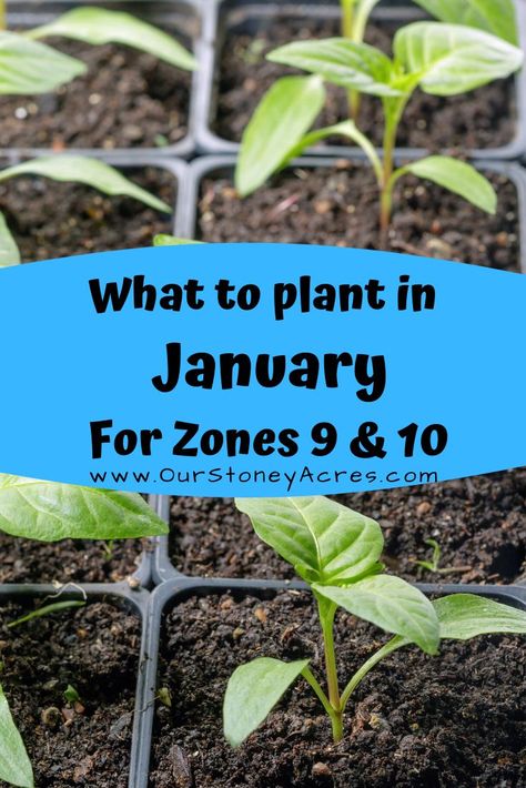 What To Plant In January, Winter Garden Ideas, Winter Gardening Ideas, Planting Zones, When To Plant Vegetables, Planting Calendar, Gardening Zones, Winter Gardening, Plant Zones