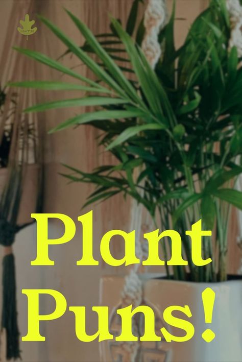 All the best plant puns for garden lovers and plant parents. These plant jokes are sure to jazz up your houseplant pot or make a gardening friend smile :) #pun #puns #plantparent #plants #gardening #houseplants #indoorgardening #containergardening Plant Pot Puns, Plant Puns Love, Herb Puns Funny, Plant Jokes Funny, Plant Puns Pots, Plant Parent Quotes, Plant Sayings Funny, Aloe Puns, Funny Pottery Ideas