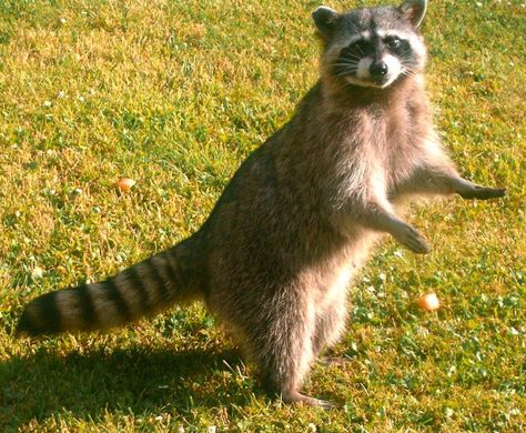 Raccoon stand on back feet on lawn Raccoon Reference Photo, Raccoon Standing Up, Racoon Reference, Animal Reference Photos For Artists, Raccoon Anatomy, Raccoon Reference, Raccoon Standing, Raccoon Sitting, Maur Maur